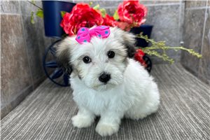 Luisa - puppy for sale