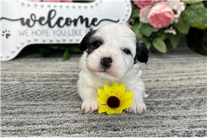 Nelson - puppy for sale