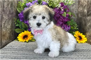 Noor - Coton De Tulear for sale