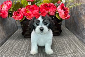 Patience - puppy for sale