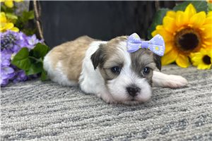 Rosalyn - Coton De Tulear for sale