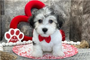 Herman - Coton De Tulear for sale