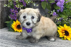 Shane - Coton De Tulear for sale