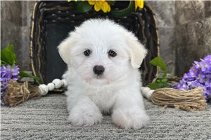 Hilary - Coton De Tulear for sale