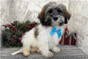 Ezekiel - Havanese for sale