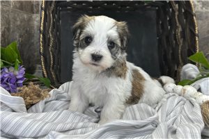 Rhodes - puppy for sale
