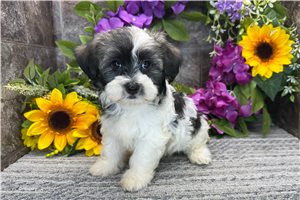 Zeus - Havanese for sale