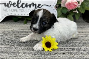 Nasir - puppy for sale