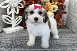 Opal - puppy for sale