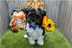 Brash - puppy for sale