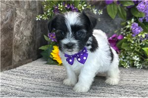 Thaddeus - Havanese for sale
