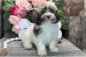 Ricky - Havanese for sale