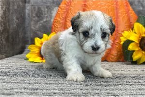 Katie - puppy for sale