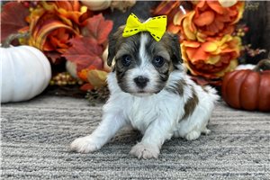 Selena - puppy for sale