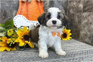 Kenji - Havanese for sale