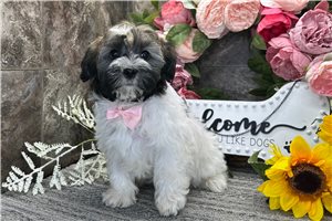 Nasir - Havanese for sale