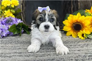 Lena - Havanese for sale