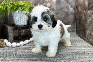 Enrico - Havanese for sale