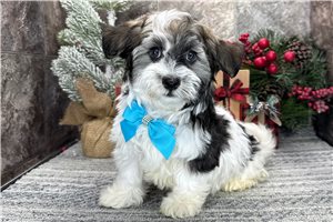 Lola - Havanese for sale