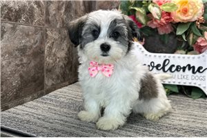 Enrico - Havanese for sale