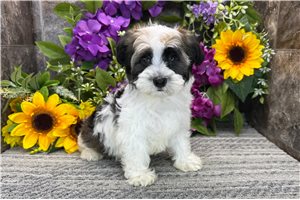 Tyler - Havanese for sale