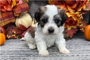 Orson - puppy for sale