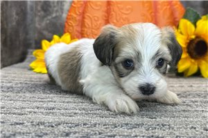 Kennedy - Havanese for sale