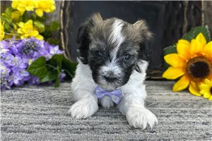 Nasir - Havanese for sale