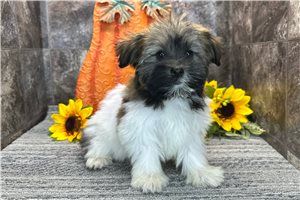 Opal - Havanese for sale