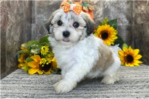 Katie - Havanese for sale