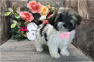 Tabasco - Havanese for sale