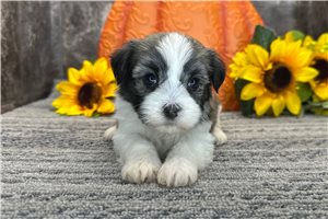 Kelpie - puppy for sale