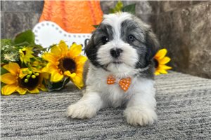 Kelpie - Havanese for sale