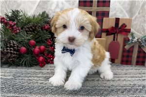 Cookie - Havanese for sale