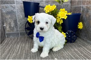 Misha - puppy for sale