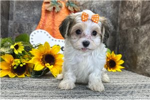 Shelby - Havanese for sale