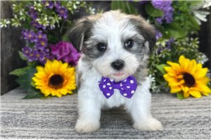 Rhodes - Havanese for sale