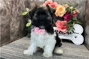 Thatcher - Havanese for sale