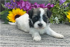 Zeus - puppy for sale