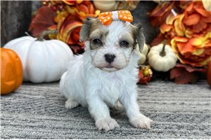 Shelby - puppy for sale
