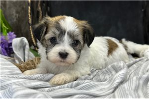 Ruby - puppy for sale