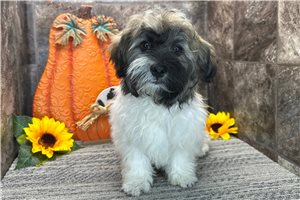 Tabasco - Havanese for sale