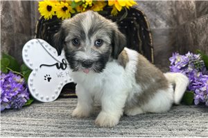 Zip - Havanese for sale