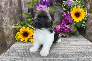 Thatcher - Havanese for sale