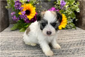 Eliza - puppy for sale