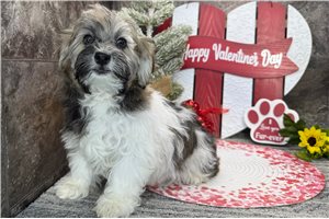 Lucinda - Havanese for sale