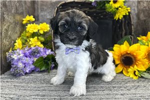 Nash - Havanese for sale