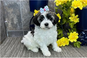 Miriam - puppy for sale