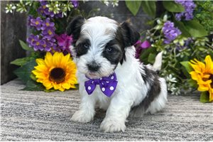 Tyler - Havanese for sale