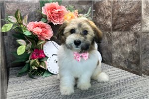 Zane - Havanese for sale